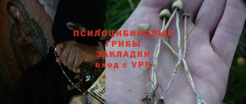 Псилоцибиновые грибы Psilocybe  Вытегра 